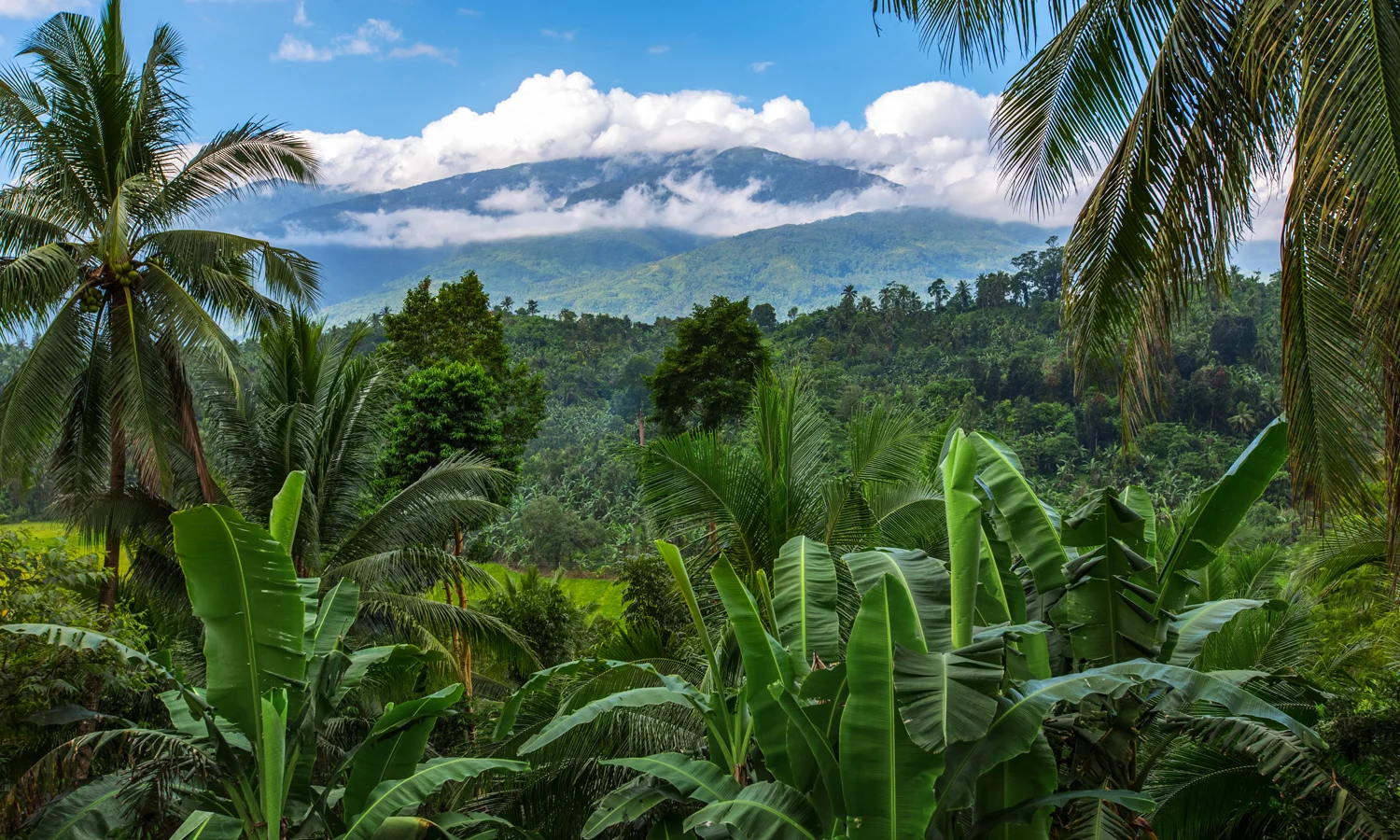 bandeau-2-offre-torrefacteur-MEXIQUE-JUILLET-2021-1500×900