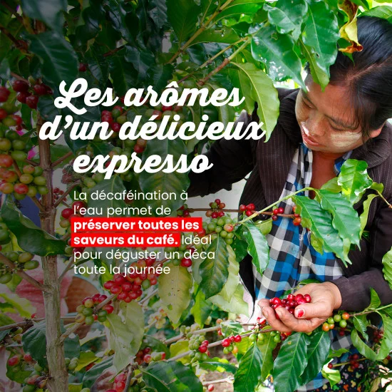 Déca Aqua - 100 doses – Image 5