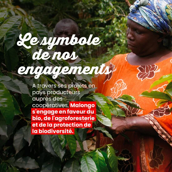 La Tierra - 100 doses – Image 3