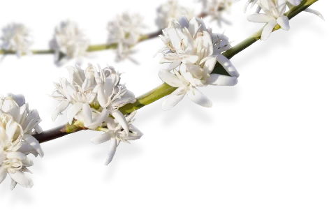 fleurs_blanches Café