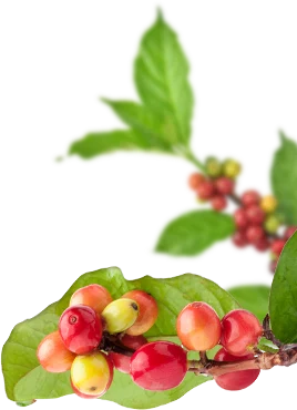 rameau Café Malongo