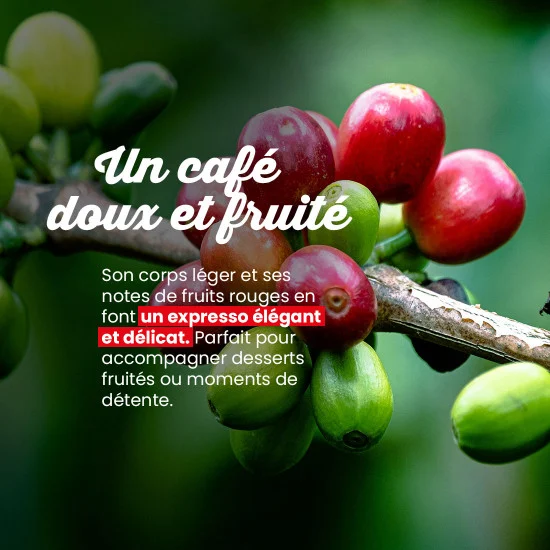 Colombie IGP - 100 doses – Image 5